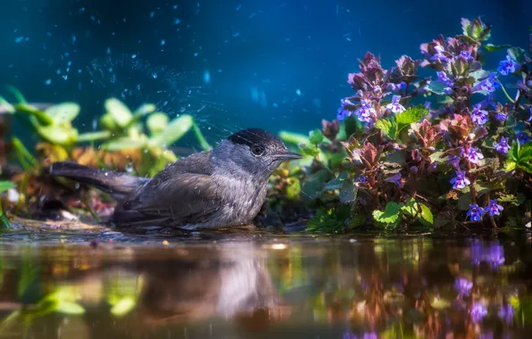 Water, flowers, squirt, nature, bird, vegetation, bathing, Blackcap