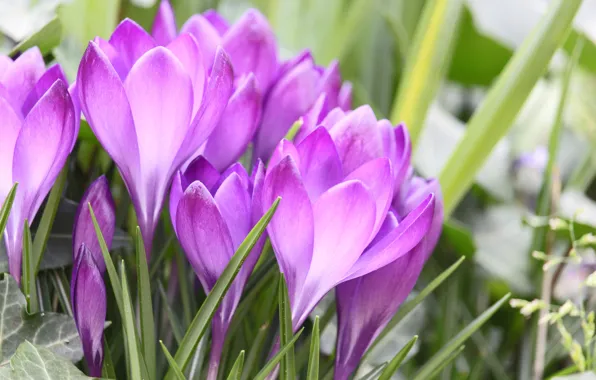 Leaves, macro, flowers, spring, crocuses, pink, bokeh