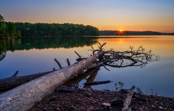Picture forest, sunset, shore, snag, log, pond