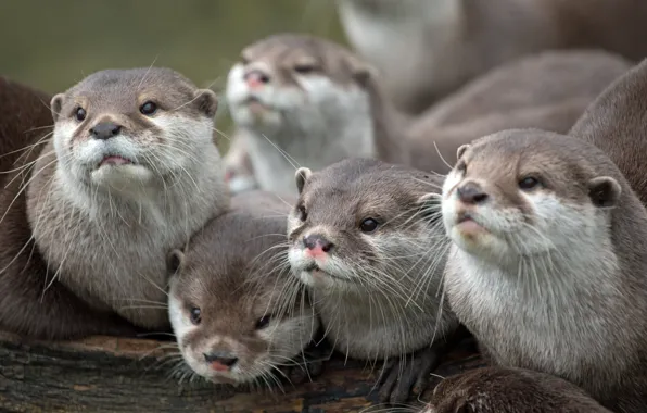 Picture faces, look, family, otters