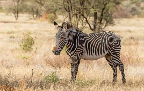Field, grass, trees, branches, Zebra, Savannah, is