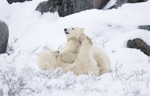 Winter, snow, branches, stones, the game, paws, the snow, bears