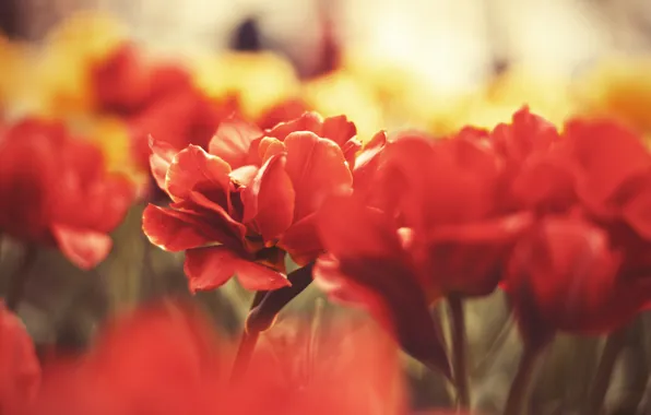 Macro, flowers, stems, petals, buds, flowers, in memory of the victims