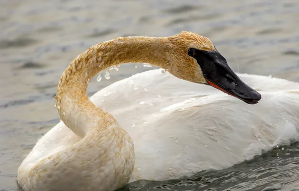 Nature, bird, Swan