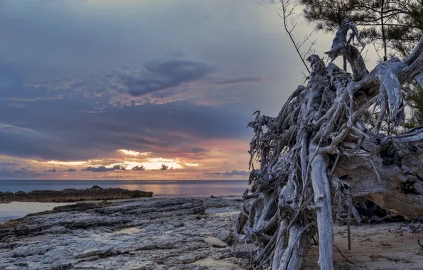 Sea, sunset, roots, stones, tree, dawn, dry