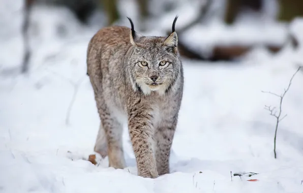 Picture winter, snow, predator, lynx