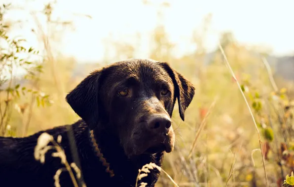 Look, nature, each, dog