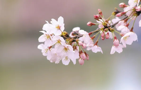 Flowers, branches, spring, Sakura