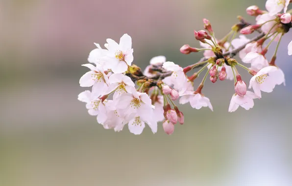 Picture flowers, branch, spring, Sakura