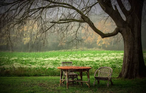 Summer, trees, table, chair