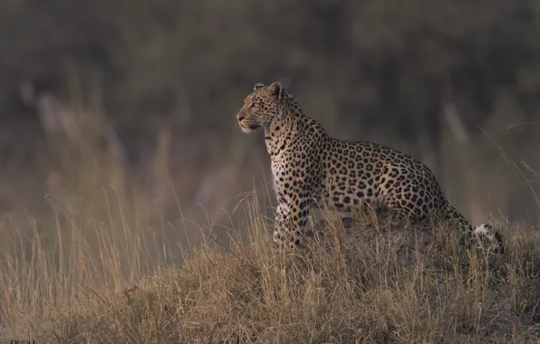 Nature, leopard, dry grass, DUELL ©