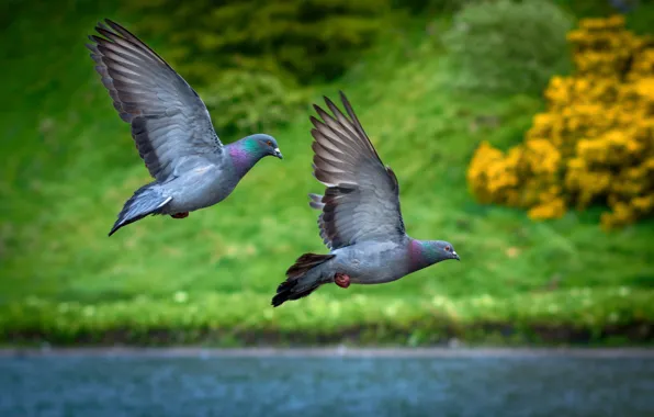 Grass, flight, lake, pigeons