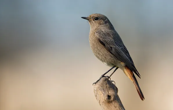 Bird, snag, bird, black Redstart