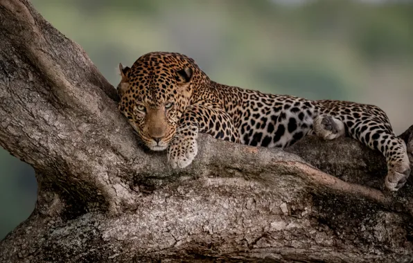 Picture look, trees, leopard, lies