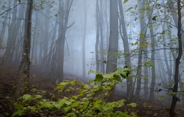 Forest, trees, nature, fog