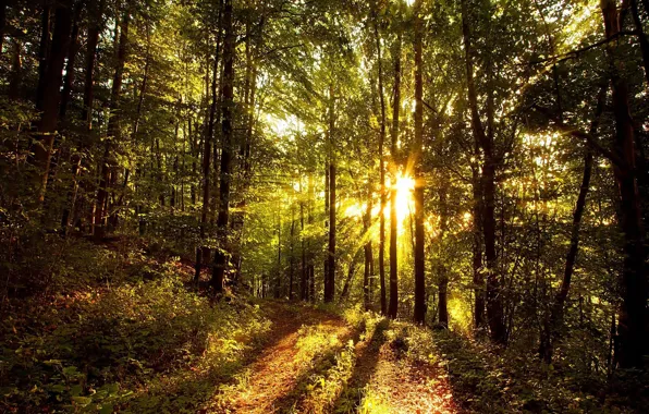 The sun, Nature, Trees, Forest, Leaves, Branches, The Sun's Rays, Forest Road