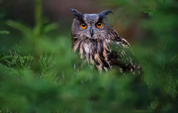 Forest, grass, eyes, look, green, the dark background, background, owl