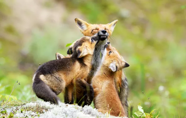 Greens, nature, three, family, cubs, cubs, Fox