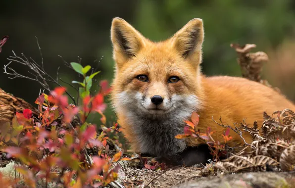 Picture autumn, look, face, leaves, branches, portrait, Fox