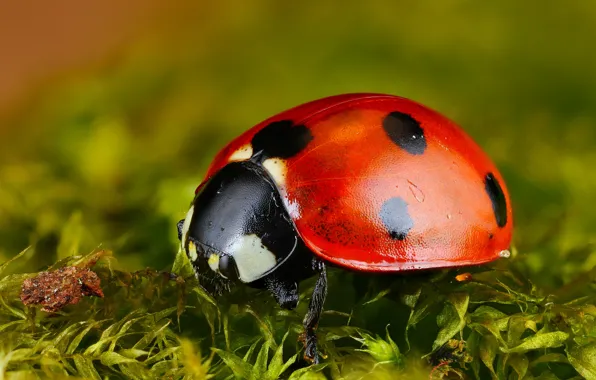 Picture macro, red, green, background, ladybug, moss, beetle, insect