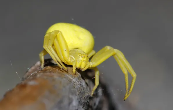 Picture eyes, background, spider