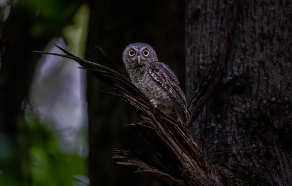 Look, the dark background, tree, owl, bird, bitches, chips, owl