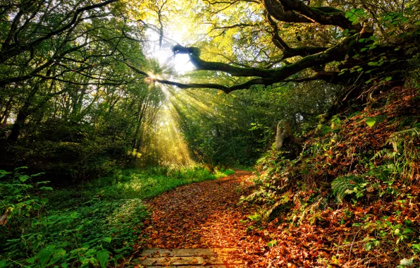 Picture rays, leaf, color, leaves, color, path, grass, sunset