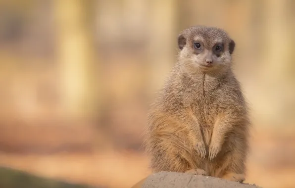 Pose, background, legs, stand, meerkat, meerkat