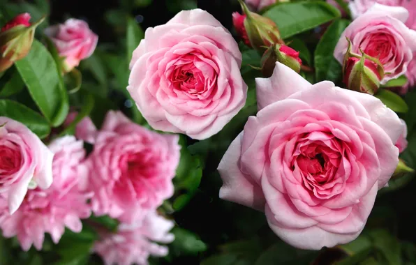 Leaves, flowers, roses, garden, pink, buds, rose Bush, lush
