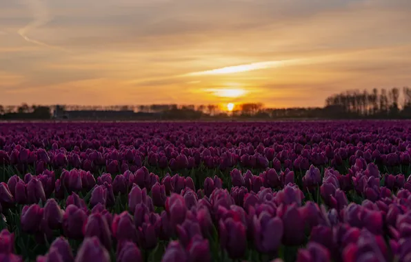 Forest, the sky, the sun, clouds, sunset, flowers, spring, dal