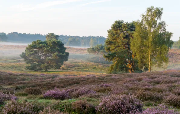 Trees, flowers, Heather