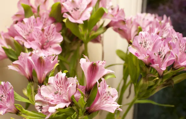 Picture pink, flowers, alstremeria, Alstroemeria