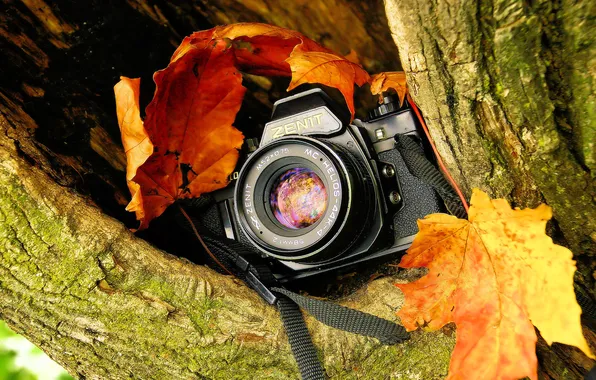 Picture tree, cleft, the camera, mirror, red-yellow foliage, single lens reflex cameras, "Zenit"