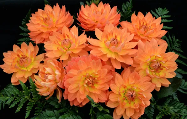 Orange, petals, dahlias