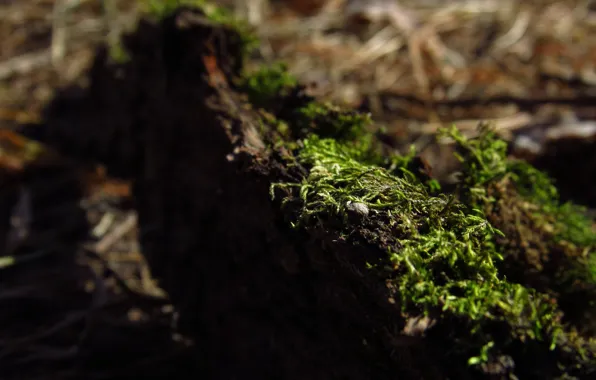 Moss, bark, nature macro
