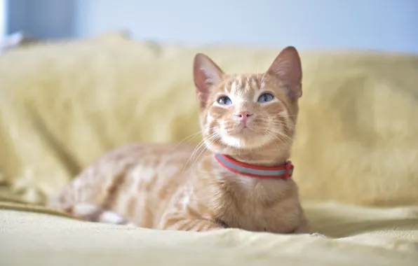 Cat, cat, kitty, sofa, red, lies, collar, blue eyes