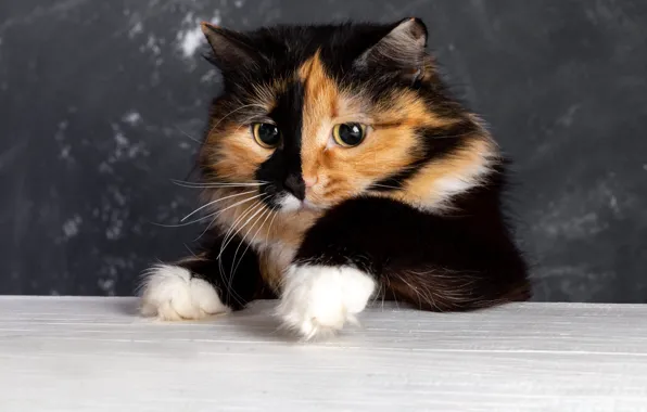Cat, look, table, portrait, paws, grey background, face, spotted