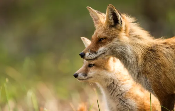 Picture animals, light, nature, Fox, Fox