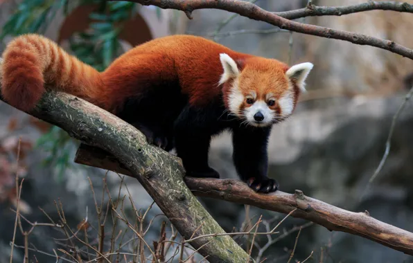 Picture look, trees, branches, nature, pose, background, tail, red Panda