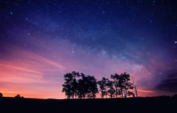 The sky, stars, trees, night, silhouettes