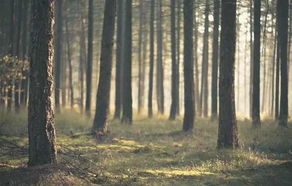 Picture forest, trees, nature, trunks, pine