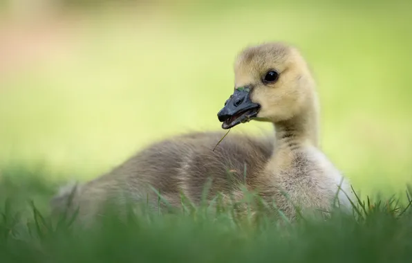 Grass, look, bird, glade, baby, lies, chick, green background