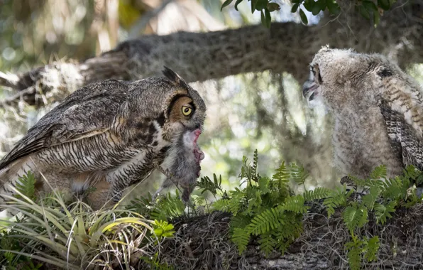 Birds, nature, tree, food, baby, owls, mom, mining