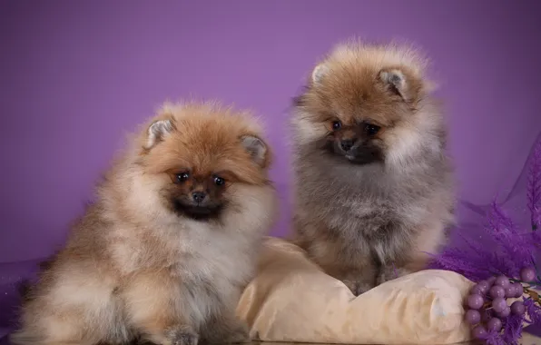 Puppies, pillow, fluffy, Spitz