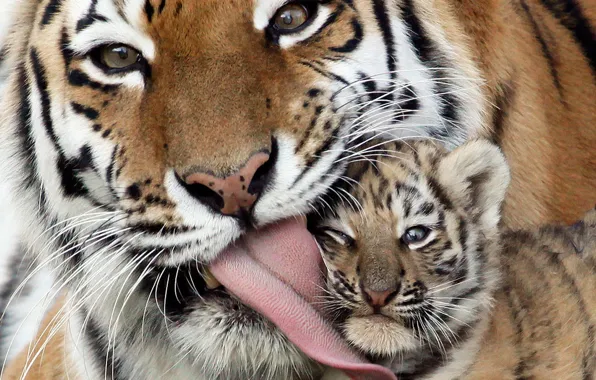 Language, tiger, weasel, care, tiger