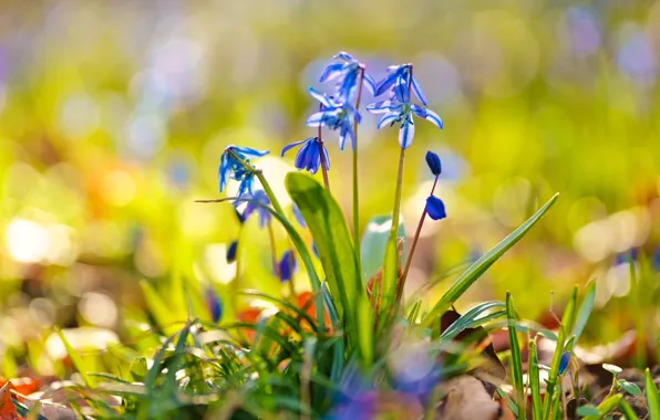 Picture greens, grass, light, flowers, mood, blue, spring, bokeh