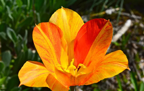 Macro, petals, tulips