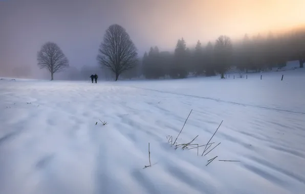 Picture winter, snow, fog, morning, walk