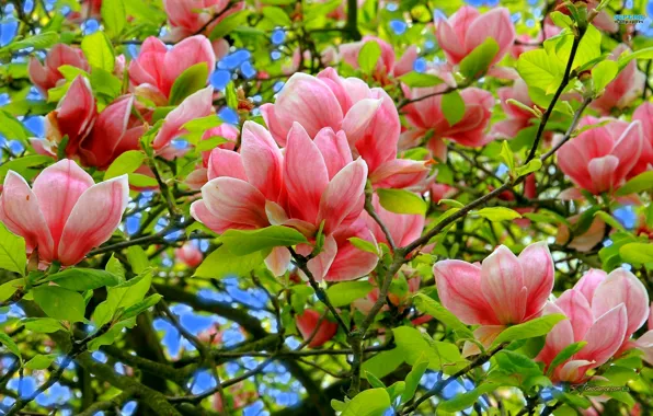 The sky, leaves, flowers, tree, spring, petals, Magnolia