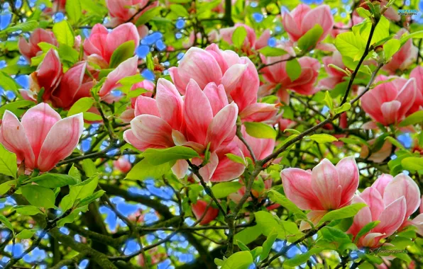 Picture the sky, leaves, flowers, tree, spring, petals, Magnolia